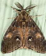 Image result for Douglas Fir Tussock Moth