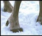 Image result for Caribou Hoof