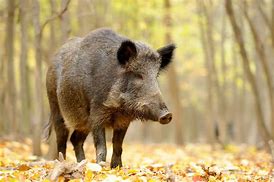 Image result for Hog or Swine