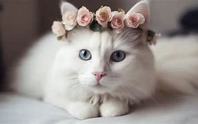 Image result for White Cat Head