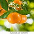 Image result for Mandarin Plant