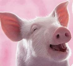 Image result for Smiling Pig Face