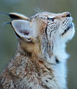 Image result for Beautiful Lynx