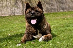 Image result for Brindle Akita