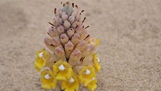 Image result for Desert Hyacinth