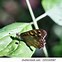 Image result for Asymmetrical Butterfly