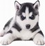 Image result for Husky Dog PFP