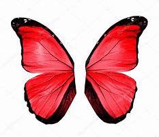 Image result for Butterfly with Red and Black Wings