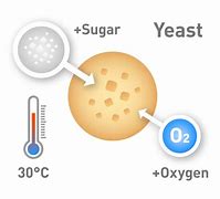 Image result for Yeast for Alcholo