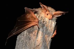 Image result for Pallid Bat Diet