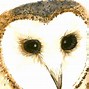 Image result for Proud Owl