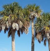 Image result for Sabal