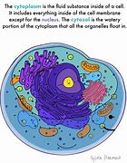 Image result for Yeast Cell Cartoon