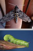 Image result for Hornworm Moth Life Cycle