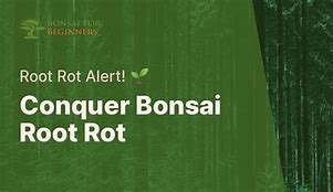 Image result for Bonsai Root Rot