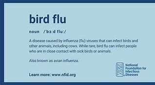 Image result for What Is the Bird Flu Virus