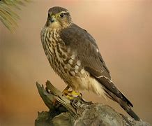 Image result for Immature Merlin Bird