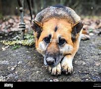 Image result for Sad German Shepherd