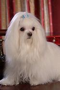 Image result for Long Haired Maltese Dog