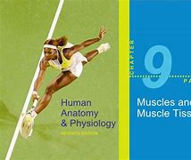 Image result for Energy Systems for Muscles