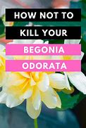 Image result for Begonia Odorata