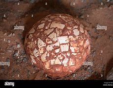 Image result for Gobi Dinosaur Eggs