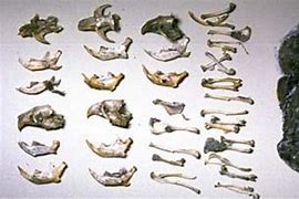 Image result for Rodent Bone Identification Chart