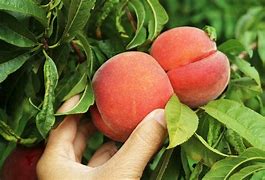 Image result for Peach Picking in New Mexico