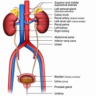 Image result for Ureter Graphics