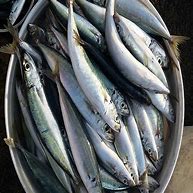 Image result for Galunggong Fish