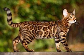 Image result for Top 10 Best Cat Breeds