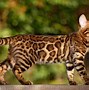 Image result for Top 10 Best Cat Breeds