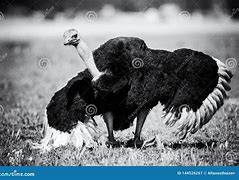 Image result for Ostrich Dance