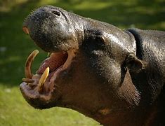 Image result for Hippo Anatomy