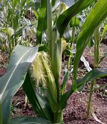 Image result for Akar Pokok Jagung