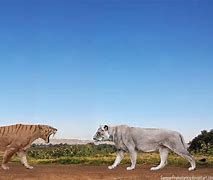 Image result for Smilodon Skull vs Tiger Skull