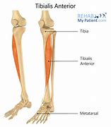 Image result for A Tibialis Ant