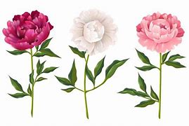 Image result for Peony Bush Vector