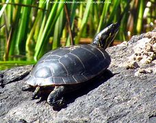 Image result for Turtle Rock in Ocean