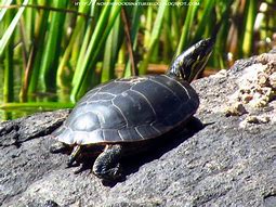 Image result for Turtle Back Rock