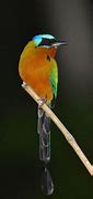 Image result for Trinidad Motmot