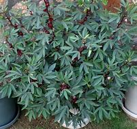 Image result for Roselle Plant