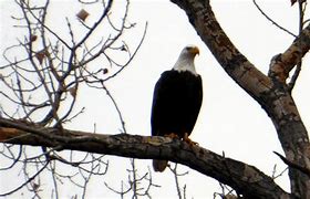 Image result for Albino Bald Eagle