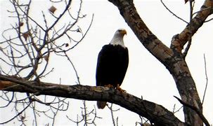 Image result for Rare Albino Eagle