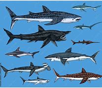 Image result for Great Tiger Shark