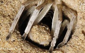 Image result for Giant Desert Spider