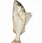 Image result for Munu Fish