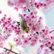 Image result for cherry blossom wallpaper