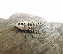 Image result for Fleet Air Arm Leopard Moth