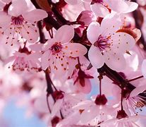 Image result for Cherry Blossom Flower